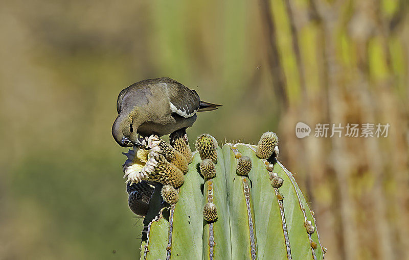 白翼鸽子(Zenaida asiatica)是一种鸽子，其原产地从美国西南部一直延伸到墨西哥。卡登仙人掌上的花在加泰罗尼亚岛。